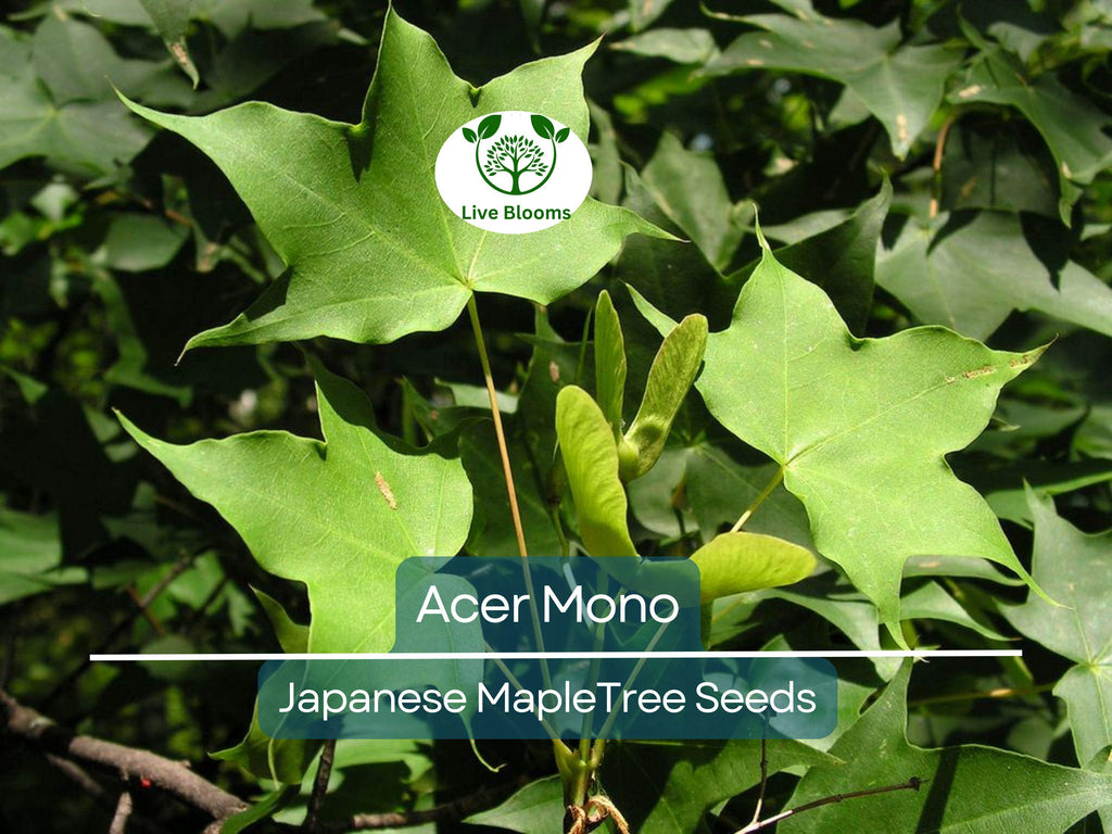 10 Seeds Acer Mono (Japanese Maple) for Planting - Rare Hardy Tree, Perfect for Bonsai, Gardens, & Landscaping - Unique Tree Seeds