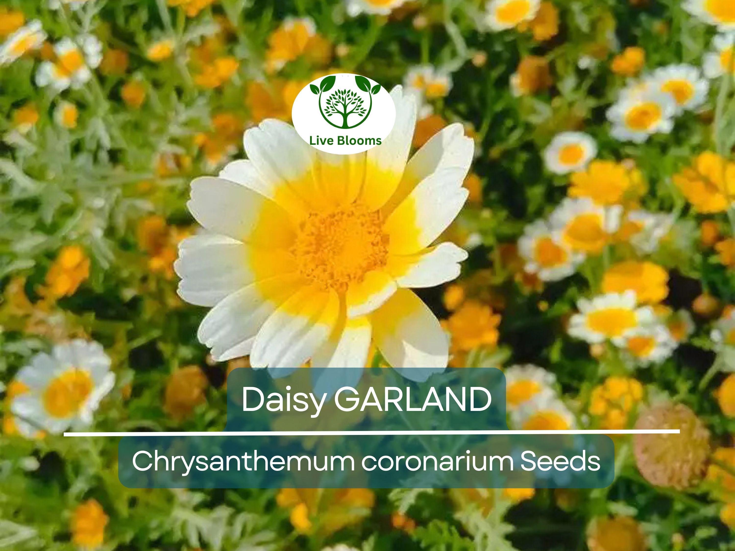 1000 Garland Daisy Seeds – Edible Chrysanthemum Leaves | Glebionis coronaria | Non-GMO Herb Flower | Shungiku | Asian Greens