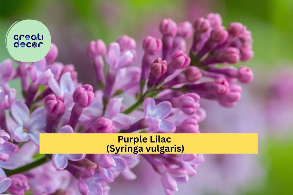 Purple Lilac Bush – 25 Bare Root Plants with Instructions, Syringa vulgaris Hardy Fragrant Flowering Shrubs for Spring Planting, Zones 3–8
