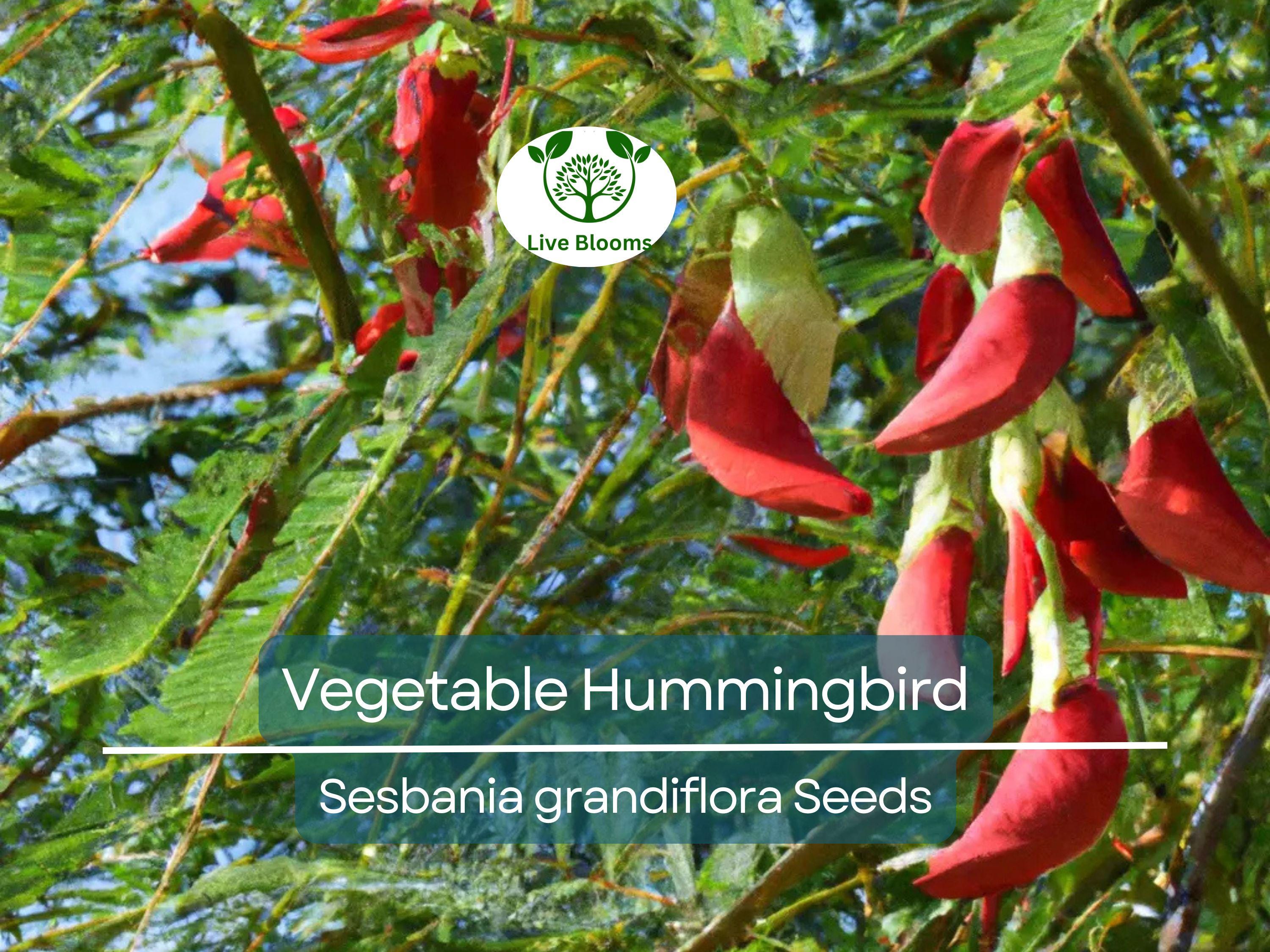 20 Vegetable Hummingbird Tree Seeds - Sesbania grandiflora, Agati Flower, Edible, Fast-Growing, Ornamental, Pollinator-Friendly, Tropical