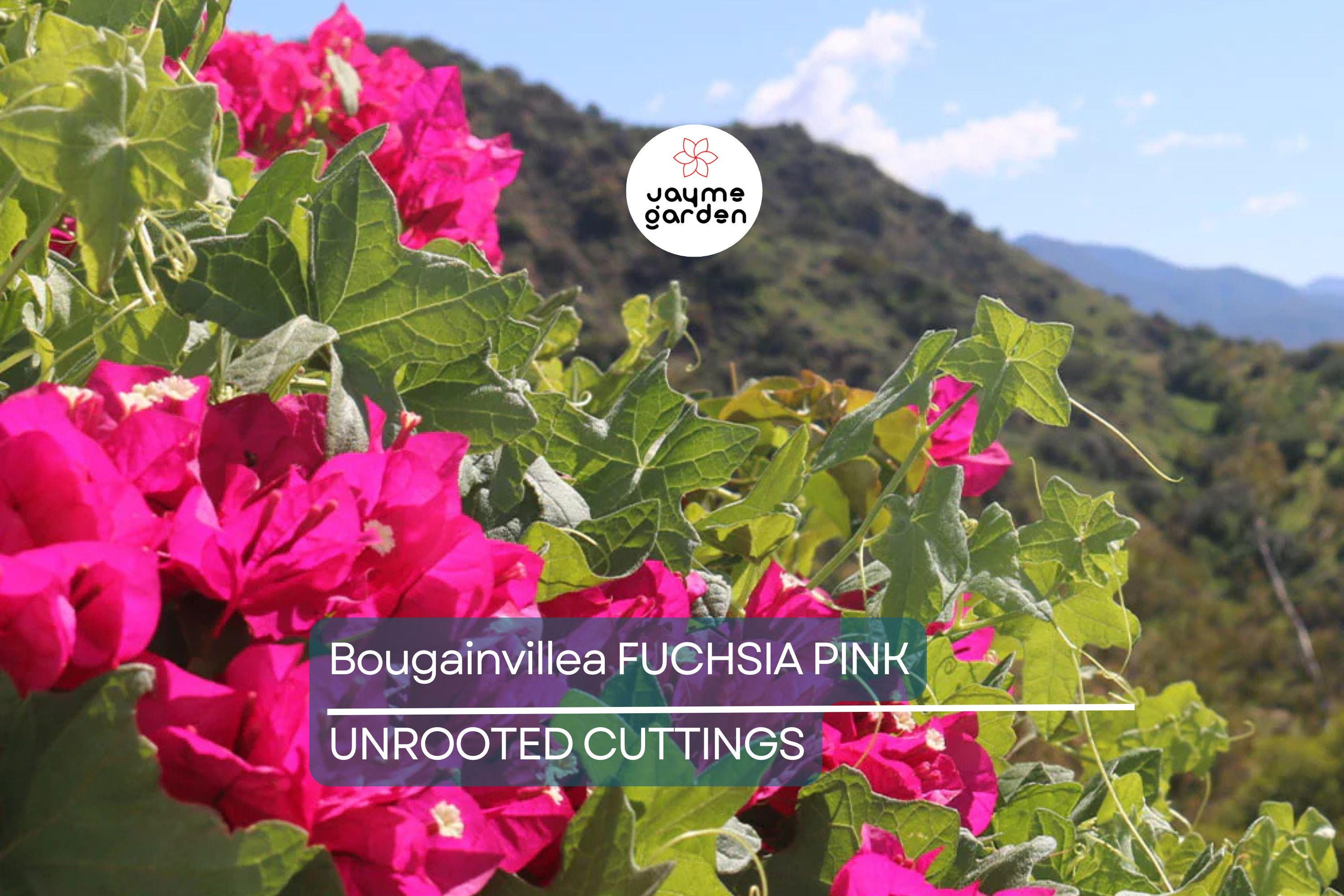Bougainvillea Fuchsia Pink – 7 Live 6" Unrooted Cuttings, Vibrant Flowering Vine for Garden