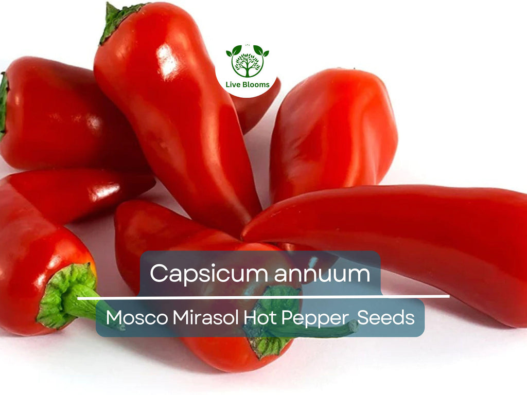 250 mg of Mosco Mirasol Chile Seeds - Pueblo Guajillo Hot Pepper | Capsicum annuum | Heirloom Pepper Seeds for Planting & Cooking