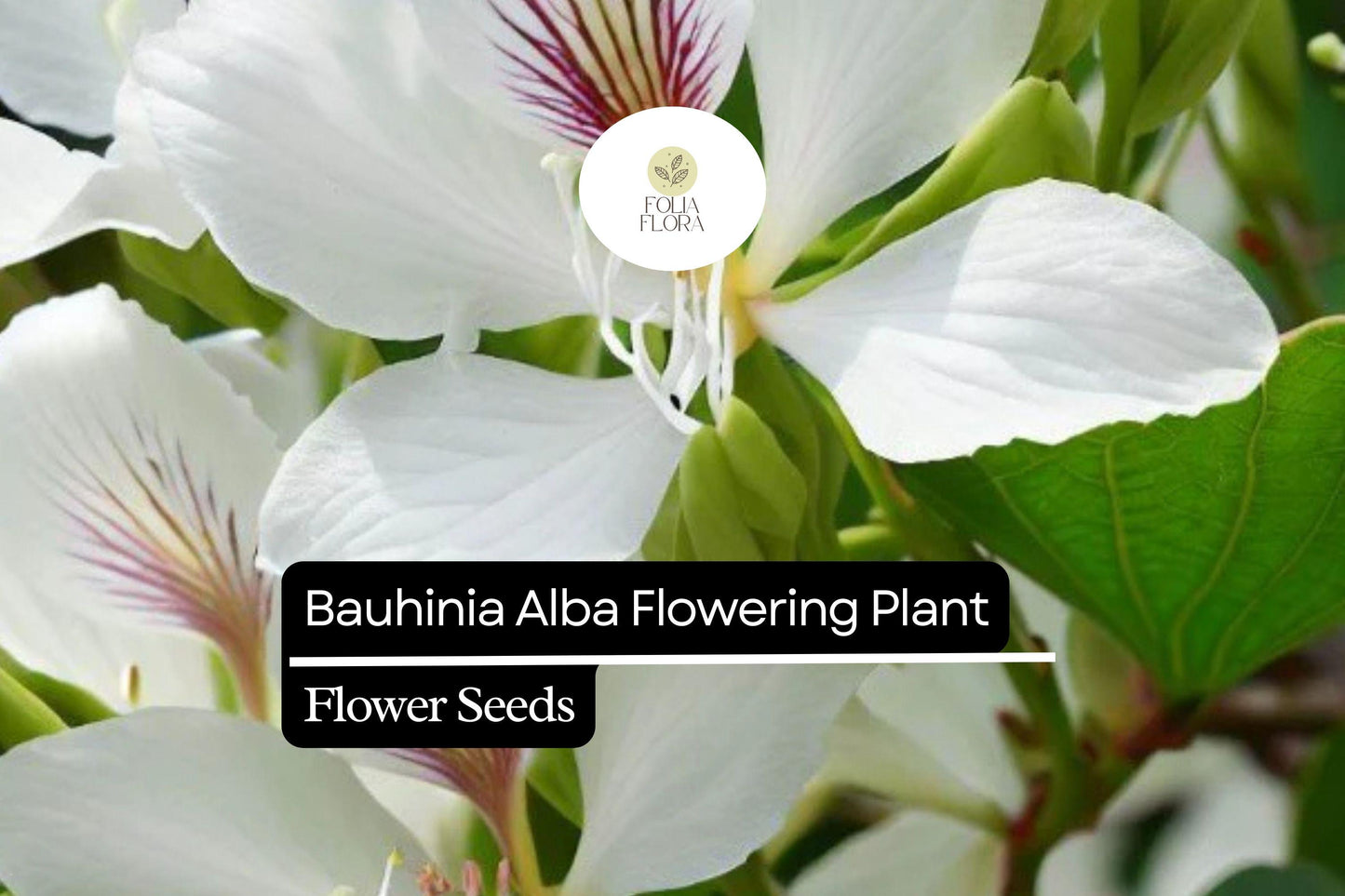 10 Bauhinia Alba Seeds | White Orchid Tree | Elegant Flowering Plant for Gardens