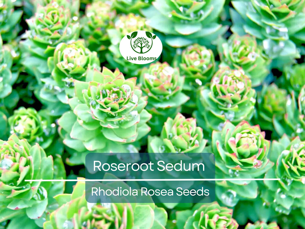 30 Roseroot Sedum Seeds | Rhodiola Rosea, Perennial Stonecrop, Herb, Hardy Ground Cover, Non-GMO