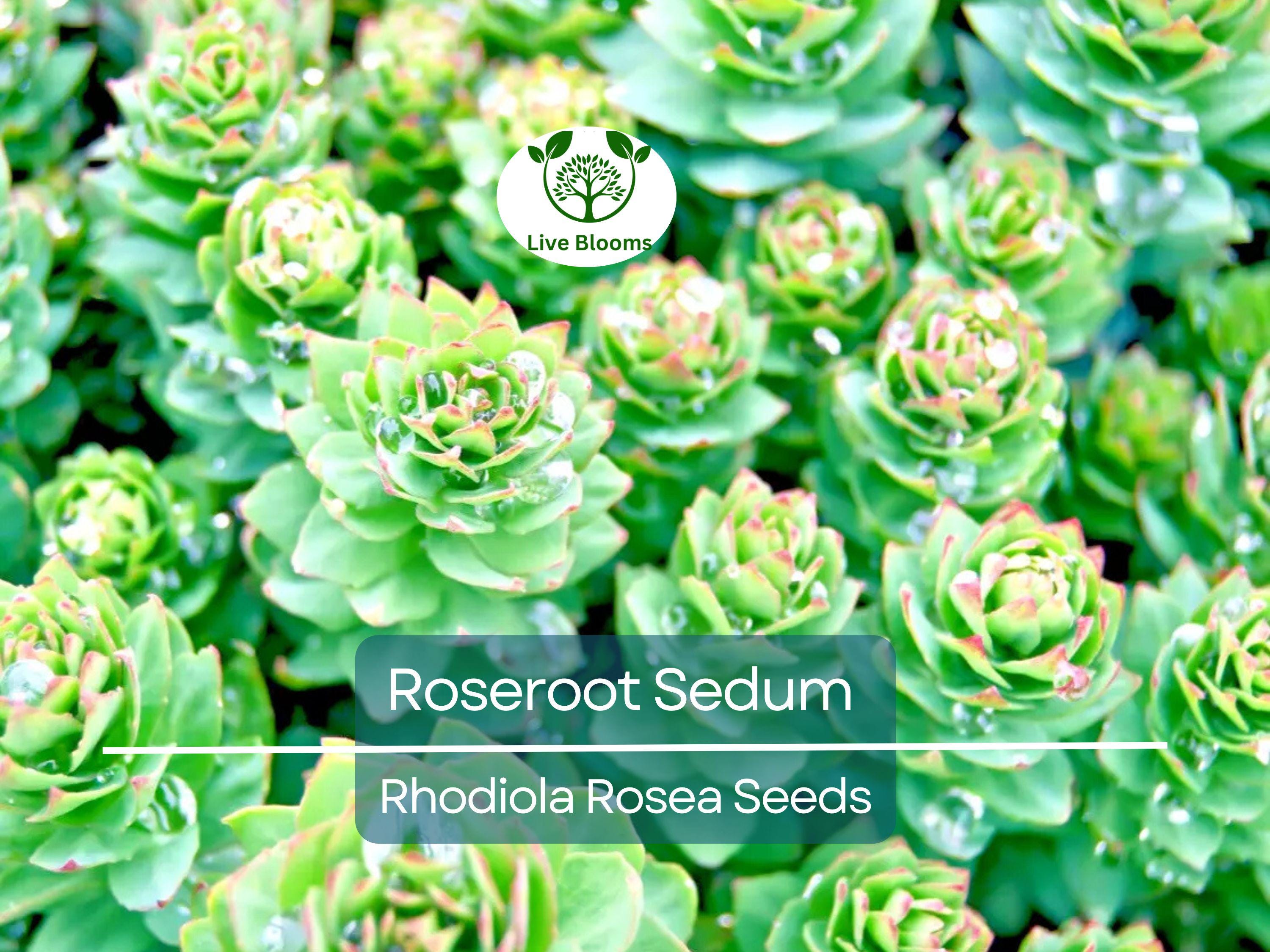 30 Roseroot Sedum Seeds | Rhodiola Rosea, Perennial Stonecrop, Herb, Hardy Ground Cover, Non-GMO
