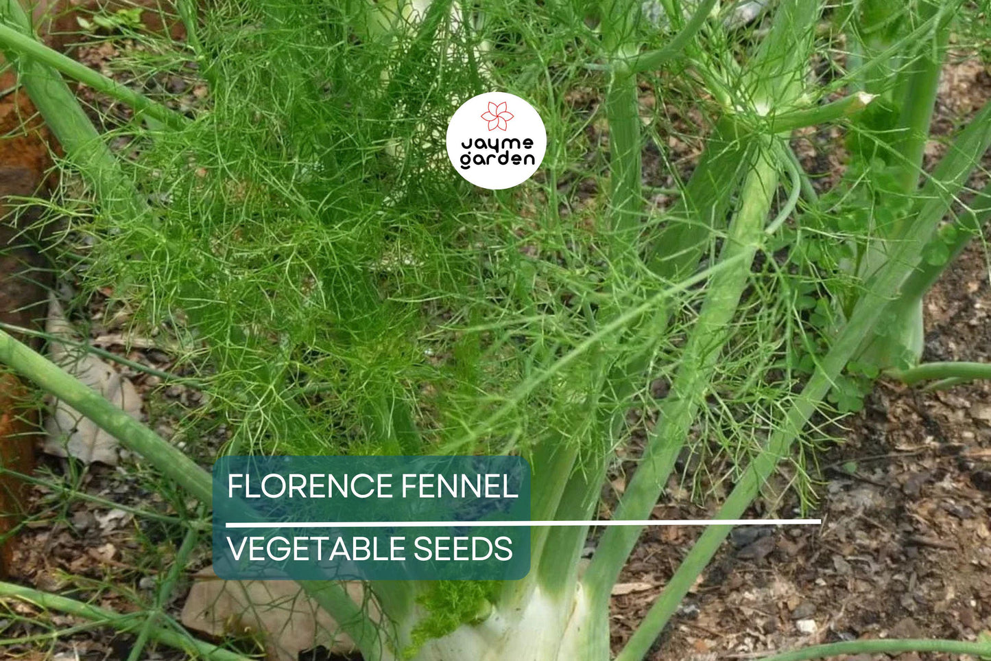 400 Florence Fennel Seeds – Non-GMO, Heirloom Herb & Vegetable | USA Seller, Free Shipping