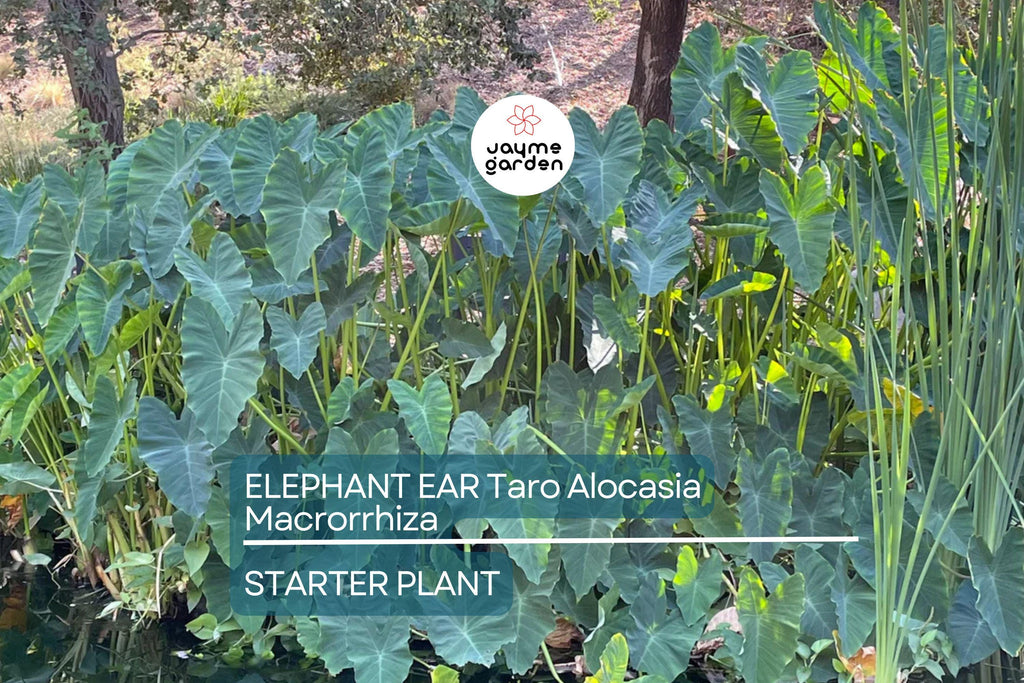 3 Borneo Giant Elephant Ear Seedlings - Alocasia Macrorrhiza - 3-6” Tall, Fast-Growing Tropical Plant