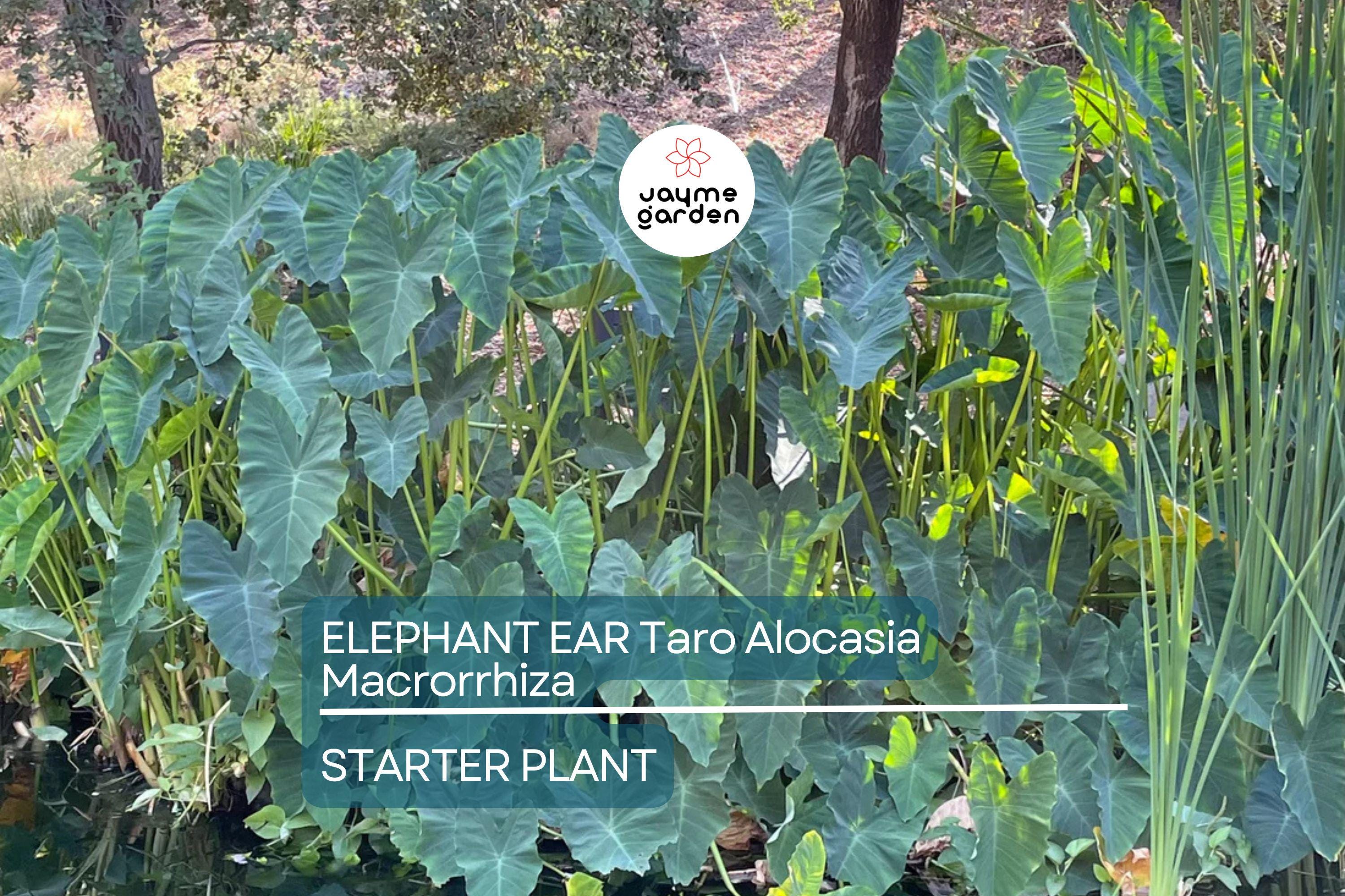 3 Borneo Giant Elephant Ear Seedlings - Alocasia Macrorrhiza - 3-6” Tall, Fast-Growing Tropical Plant