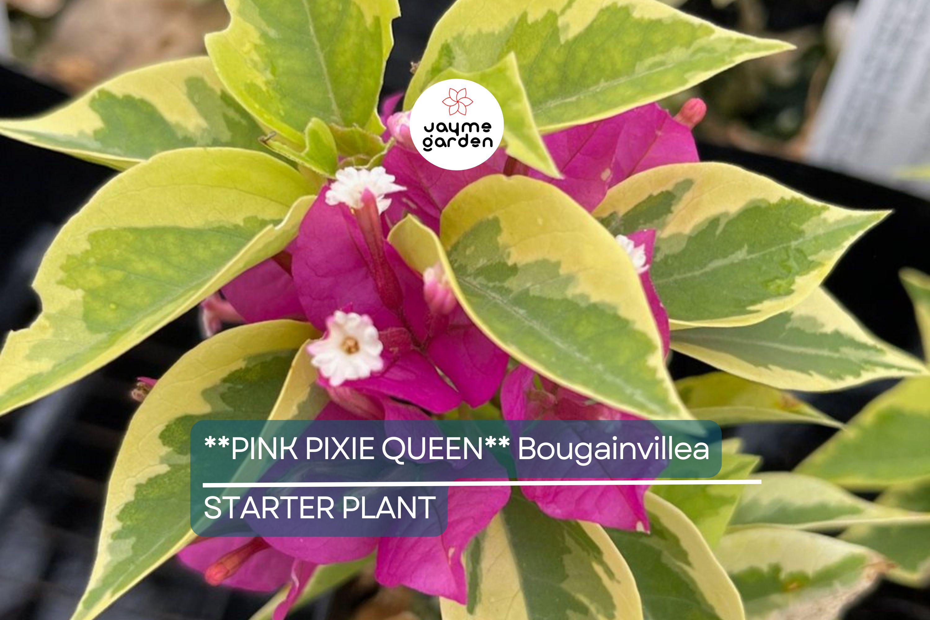 Pink Pixie Queen Bougainvillea | Small Well-Rooted Starter Plant | Live Tropical Plug by USA Seller | Indoor & Outdoor |
