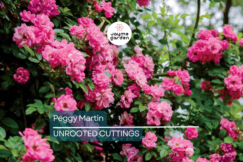 Peggy Martin Rose | 5 Unrooted Cuttings (7-8") | Katrina Rose | Thornless and Fast Growing Climber | Rare & Hardy