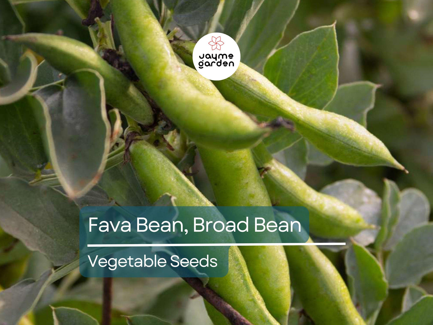 Fava Bean 5 Gram Seeds - Heirloom Non-GMO Broad Beans for Planting - High-Yield, Protein-Rich Beans for Garden Beds & Raised Beds