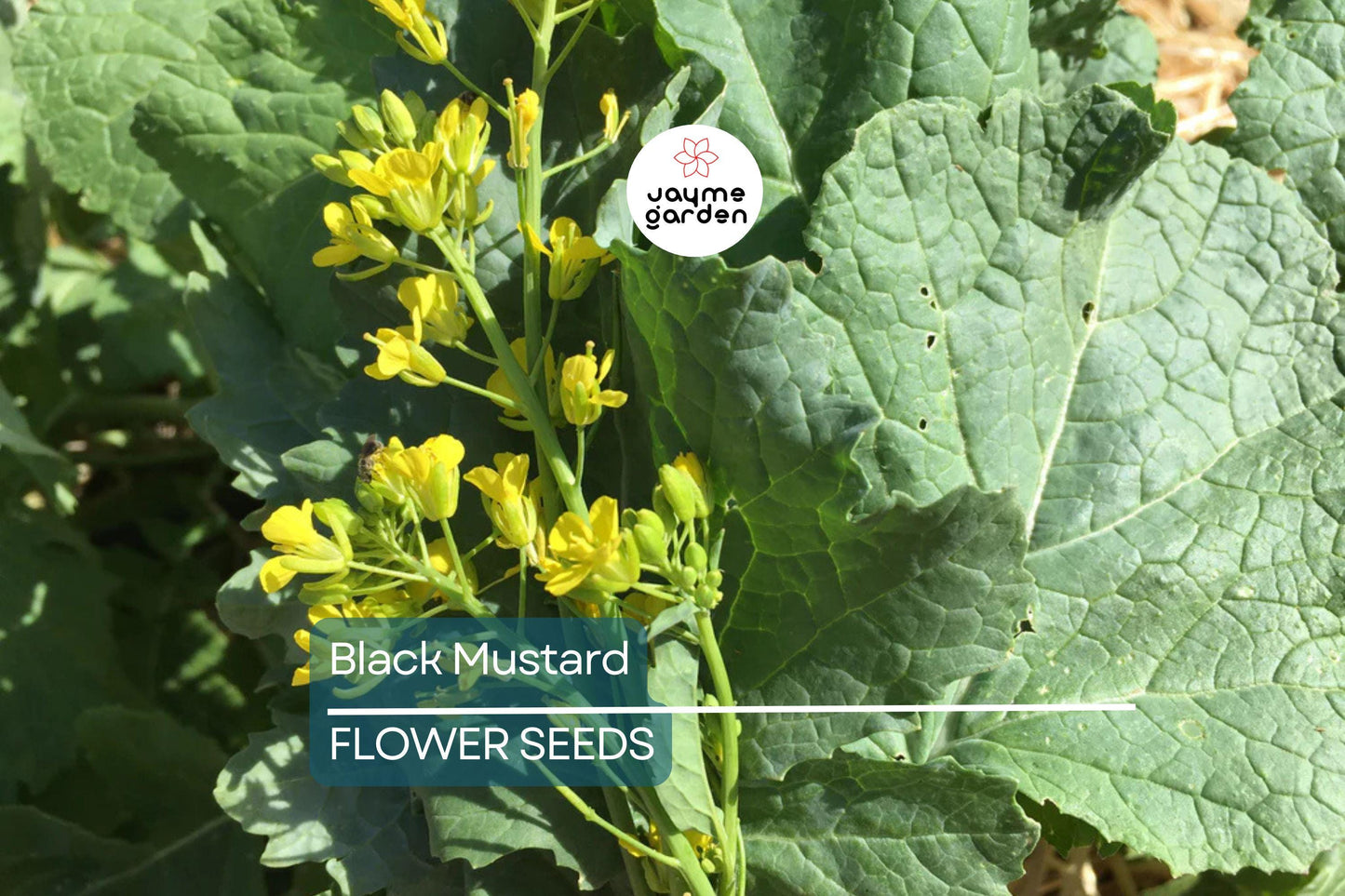 1,000 Black Mustard Seeds - Heirloom Brassica nigra, Culinary & Medicinal Spice, Non-GMO
