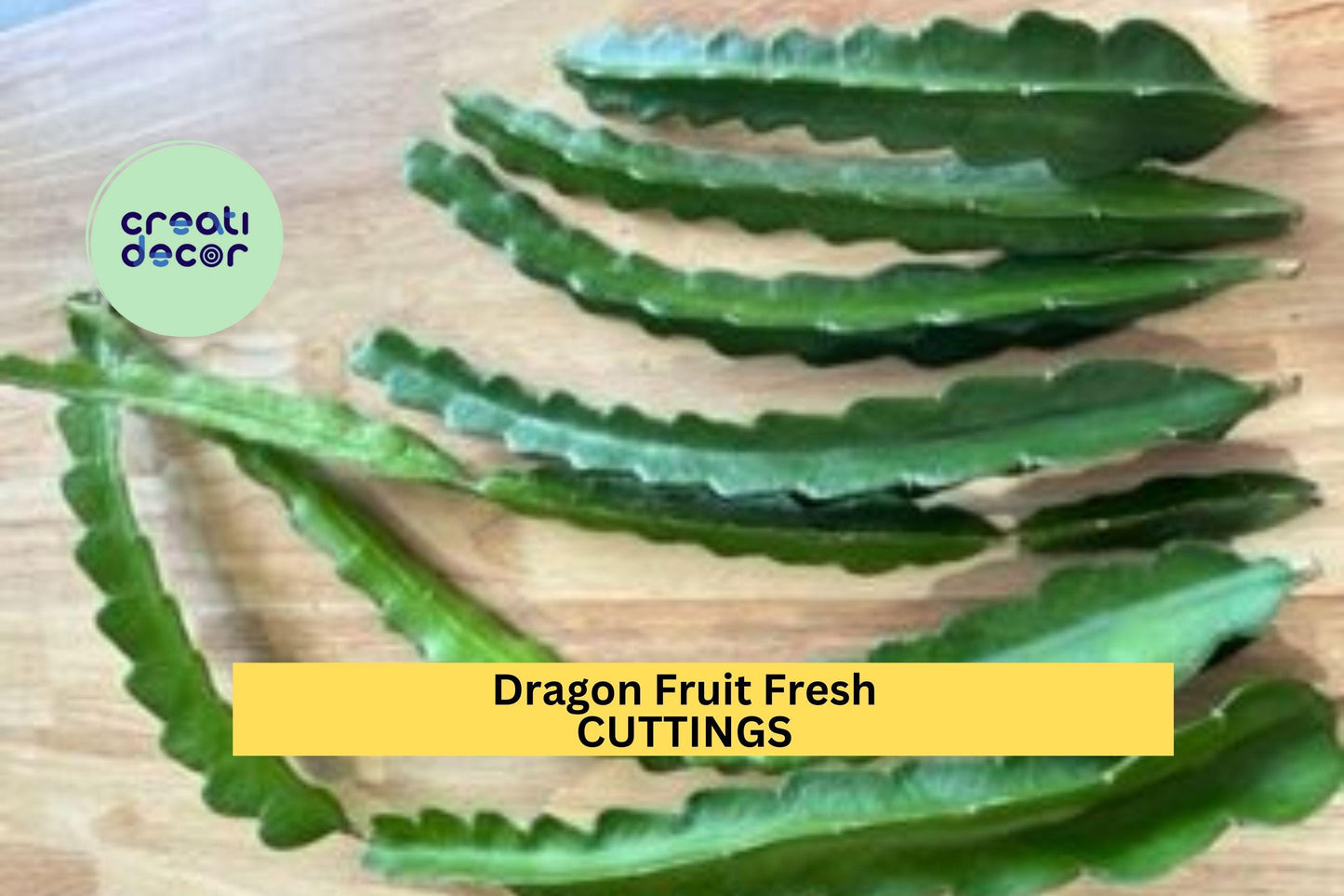 3 American Beauty Dragon Fruit Cuttings – 8–10” Unrooted Stems | Red Flesh, Self-Pollinating Hylocereus guatemalensis for Trellises or Pots