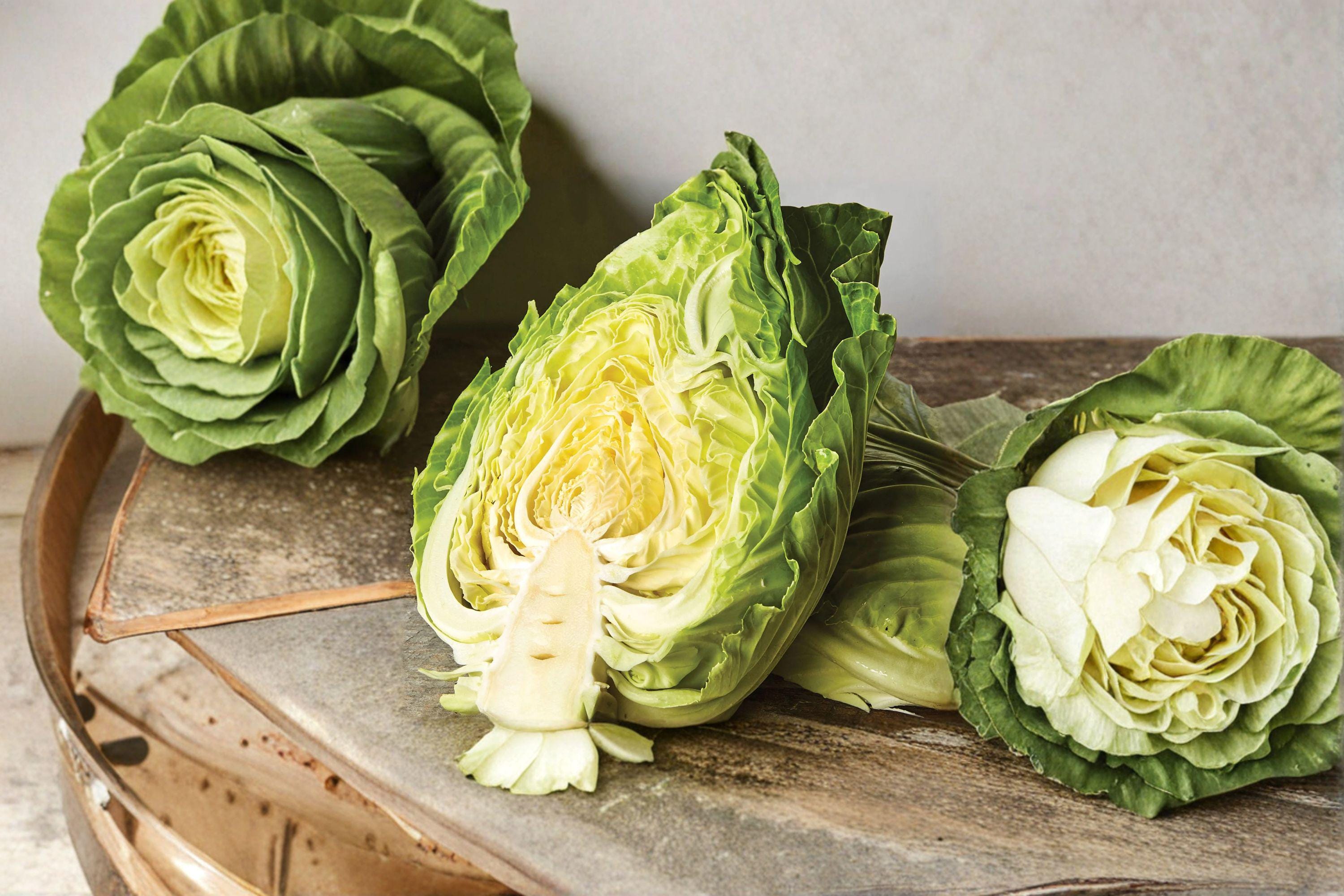 Cabbage – Early Jersey Wakefield 250 Seeds | Heirloom Pointed Cabbage | Very Early | Sweet & Tender Leaves