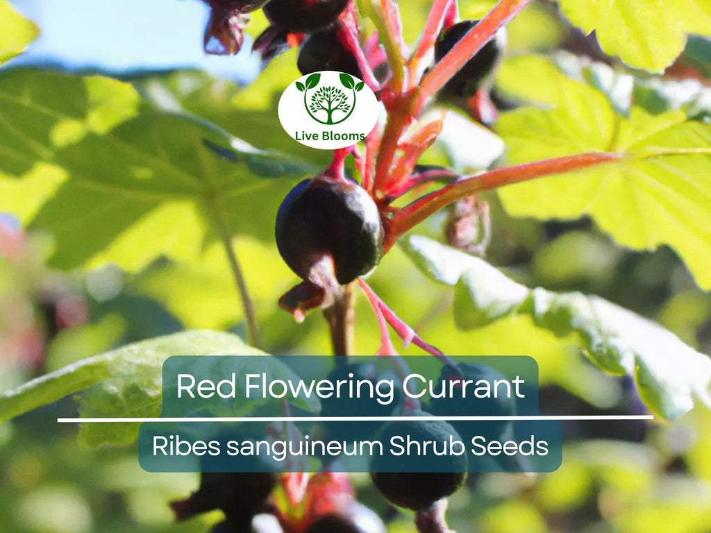 10 Red Flowering Currant Shrub Seeds (Ribes sanguineum), Ornamental Hedge Bush, Hardy Flowering, Spring Blooms for Garden & Landscaping