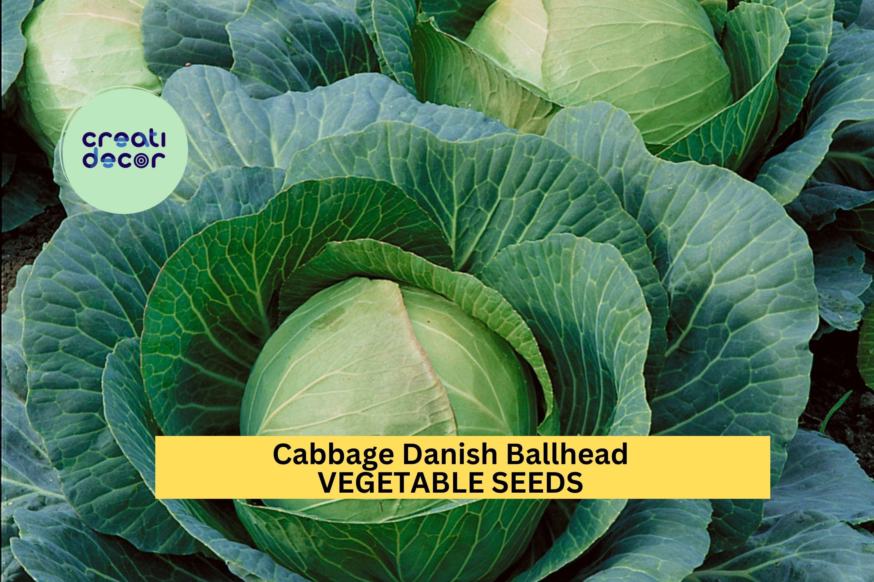 3pcs of 1g Danish Ballhead Cabbage Seeds – Heirloom Vegetable Seeds for Planting – Large, Firm Heads for Home Garden or Market