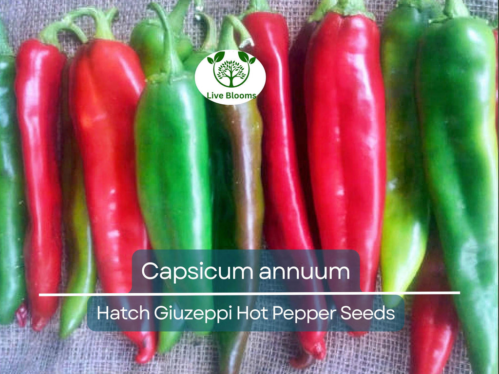 250 mg Seeds Hatch Giuzeppi Hot Pepper – Capsicum annuum | Heirloom Pepper for Planting, Gardening & Flavorful Spicy Harvest