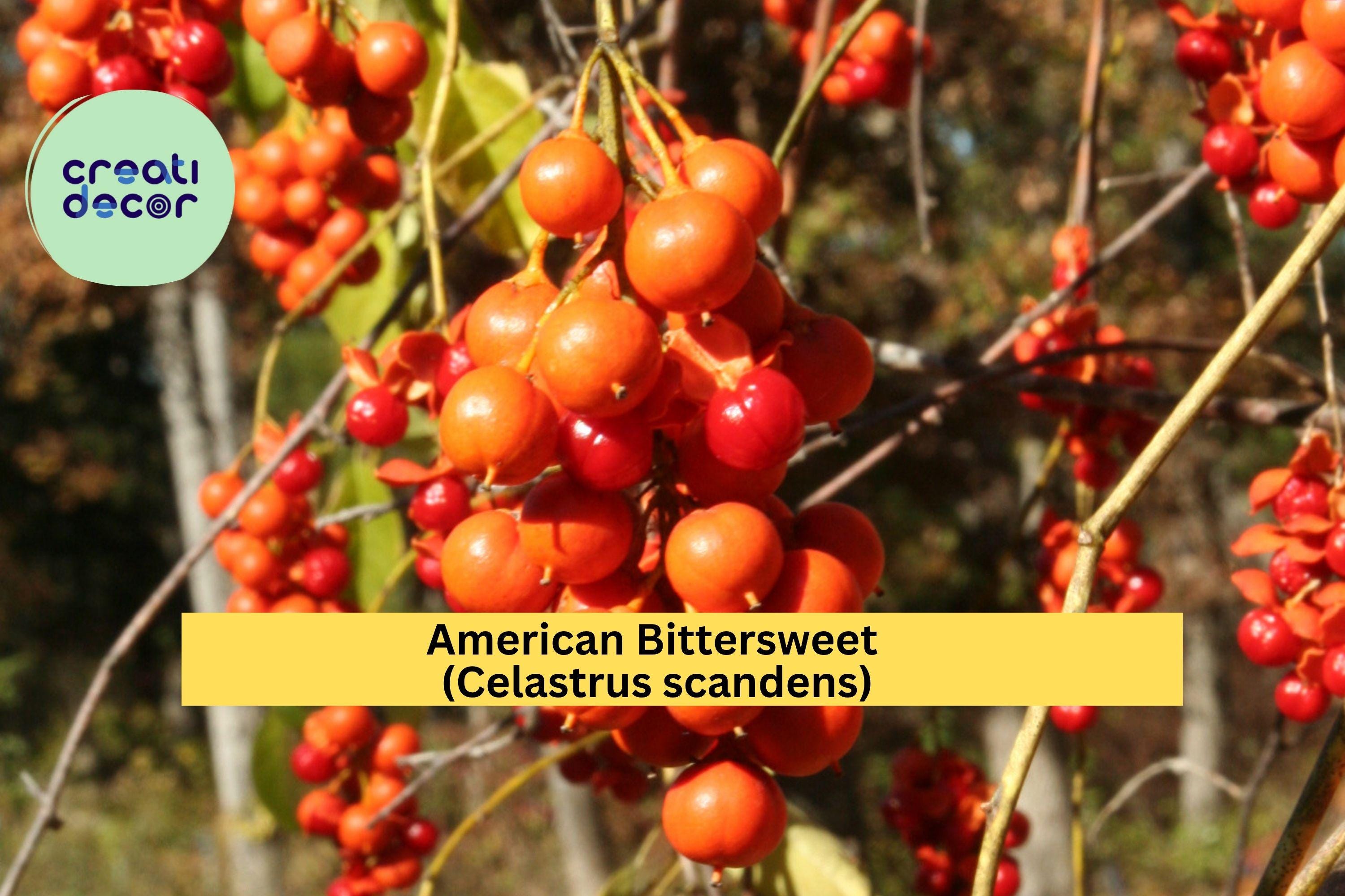 American Bittersweet Seeds (Celastrus scandens) – 30 Seeds | Native Vine for Trellis, Wildlife Garden, Fall Berries | Hardy Zones 3-8