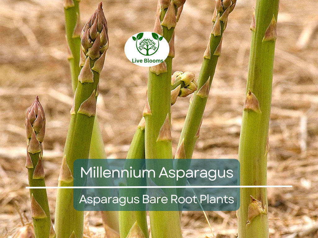 15 Millennium Asparagus Plants - 2yr Crowns - Live Bare Root Perennials - Asparagus officinalis - Heirloom, Non-GMO, Heavy Yield