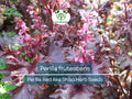 100 Seeds Perilla (Shiso) Red Aka Shiso Herb – Perilla frutescens | Heirloom Herb for Planting, Asian Cuisine