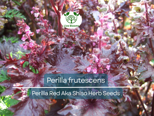100 Seeds Perilla (Shiso) Red Aka Shiso Herb – Perilla frutescens | Heirloom Herb for Planting, Asian Cuisine