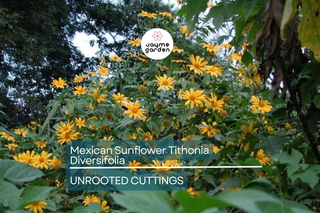 Perennial Organic Mexican Sunflower Tithonia Diversifolia - 10 Fresh Cuttings, Pollinator-Friendly