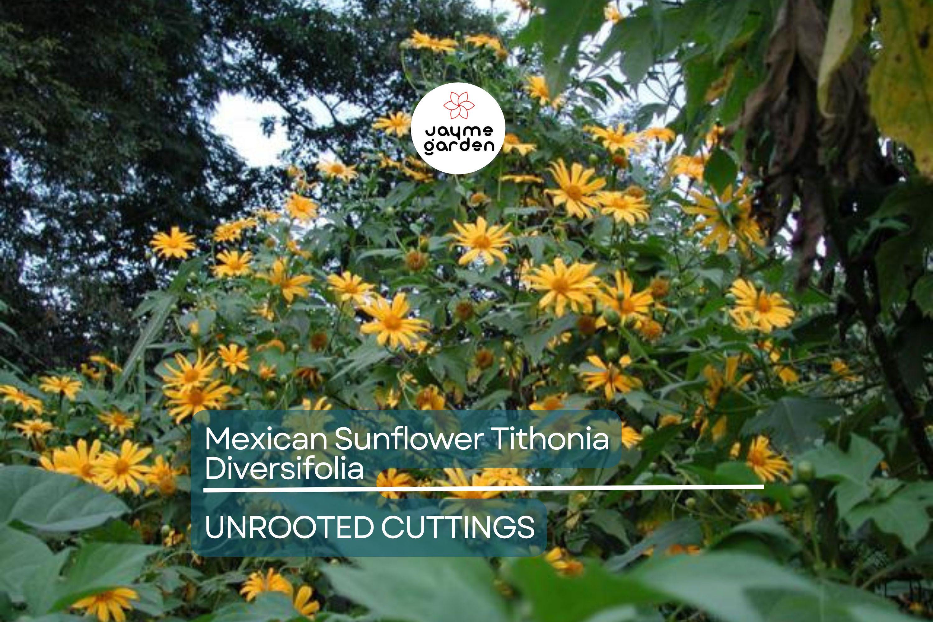 Perennial Organic Mexican Sunflower Tithonia Diversifolia - 10 Fresh Cuttings, Pollinator-Friendly