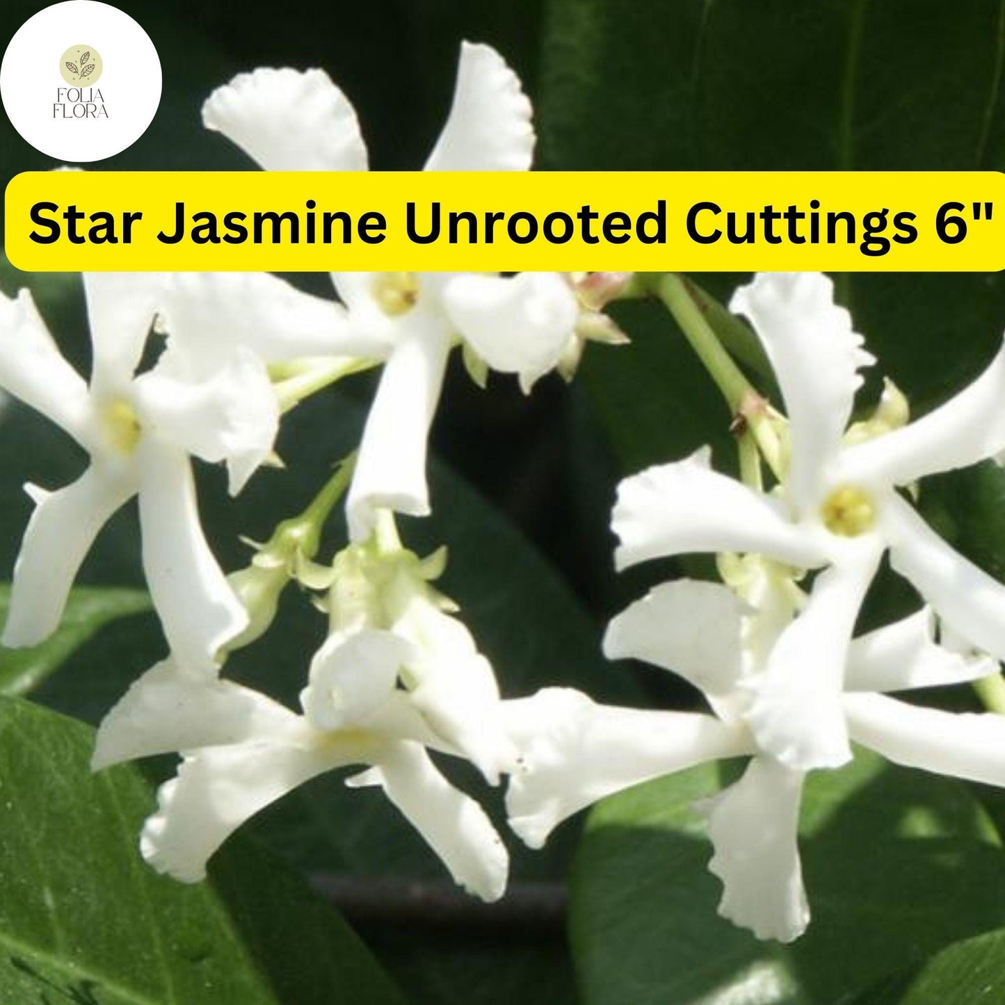 Trachelospermum Jasminoides | Star Jasmine | 7 Live 6” Unrooted Cuttings | Fragrant Vine, Evergreen, Fast-Growing, Flowering Plant