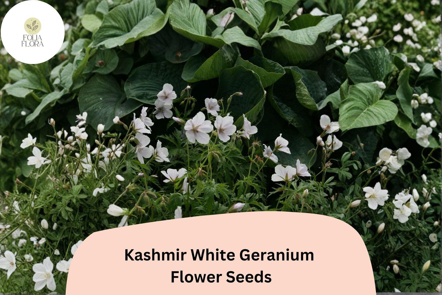 25+ Kashmir White Geranium Seeds for Garden Planting – Pure White Flowers, Hardy Perennial