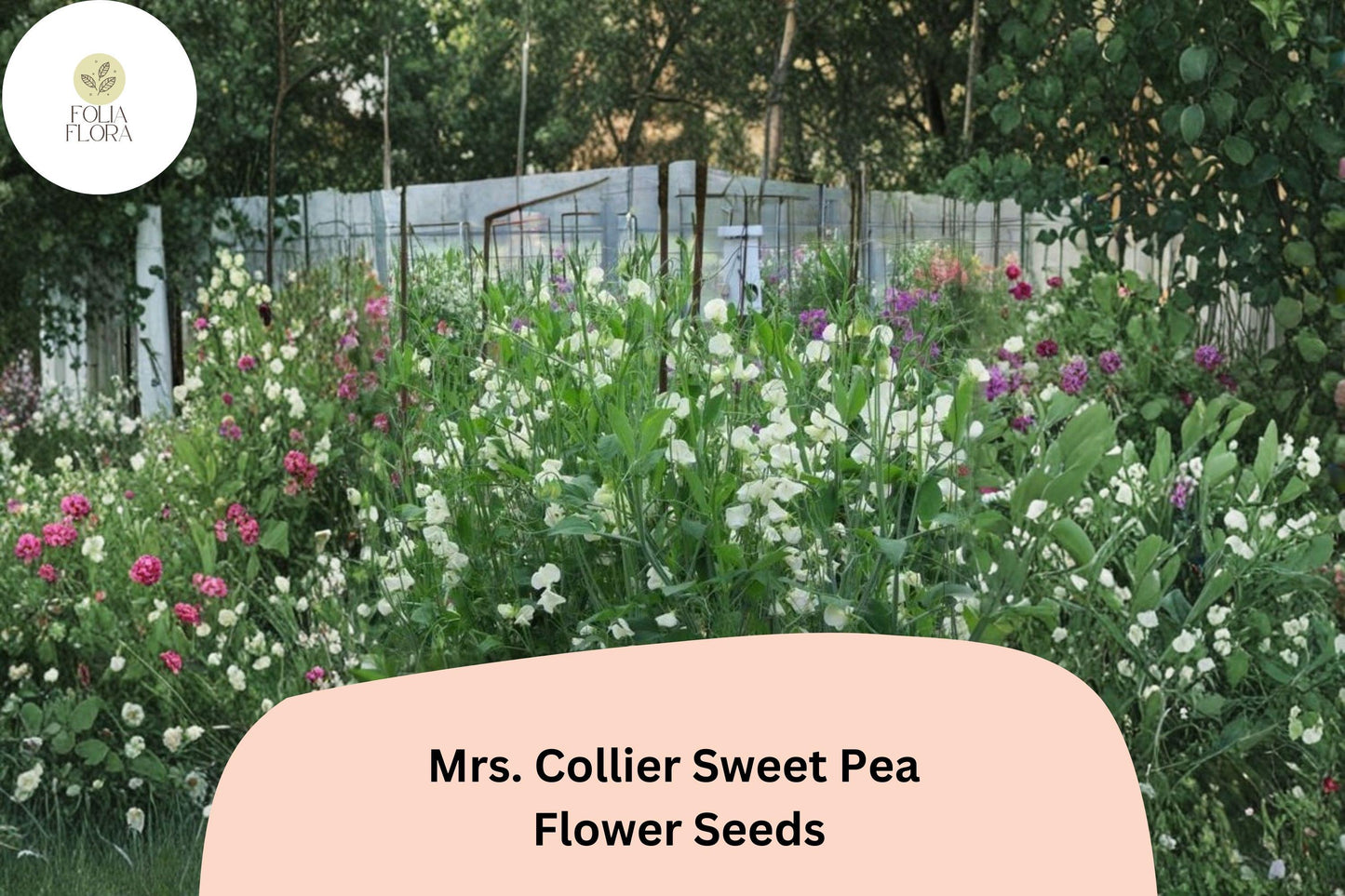 Mrs. Collier Sweet Pea Seeds | Lathyrus odoratus Cream Blooms Garden Planting (50+ Seeds)
