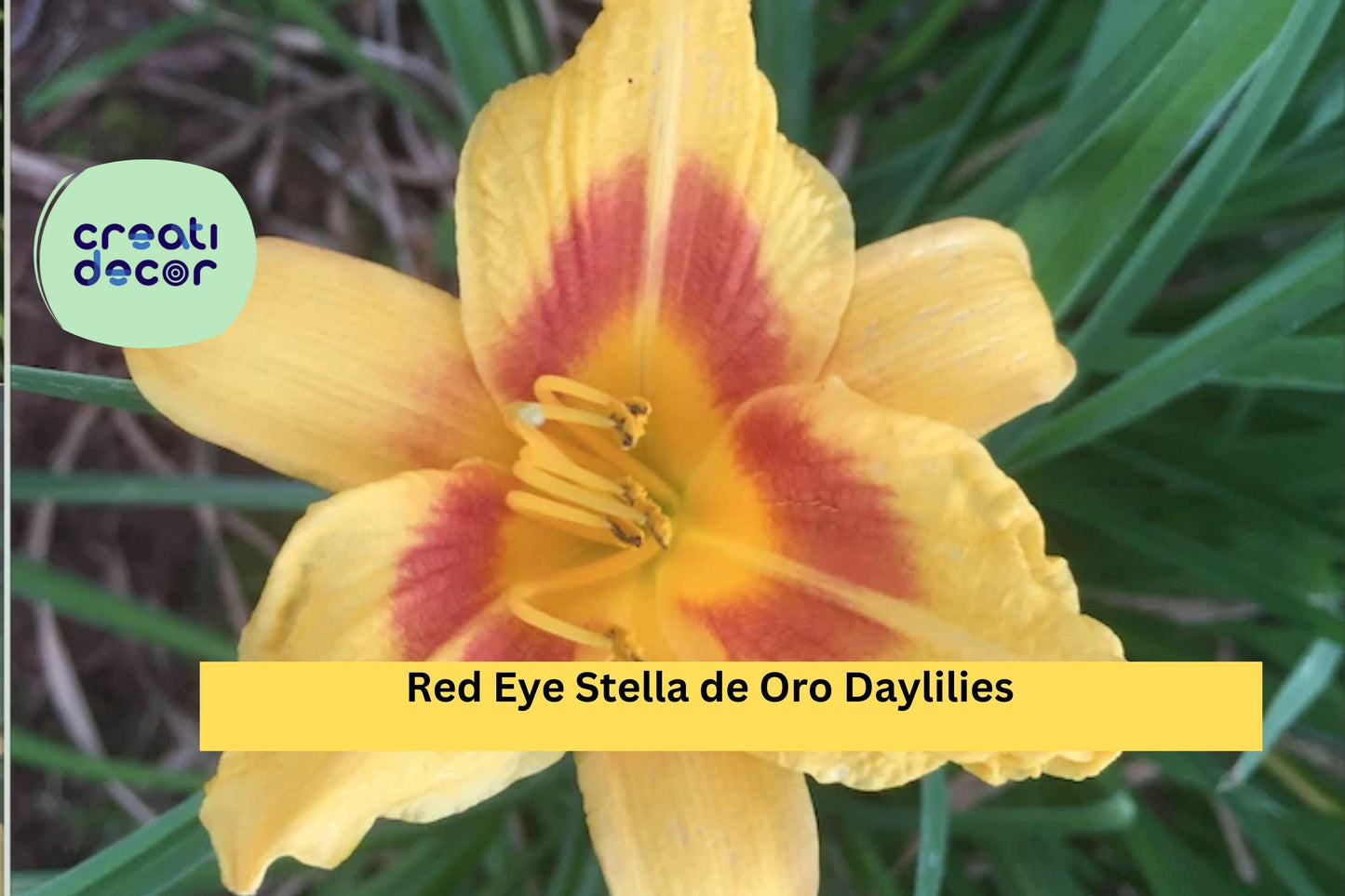 4 Red Eye Stella de Oro Daylilies – Live Bare Root Plants, Hardy Perennial Flowers with Repeat Blooms for Borders and Garden Beds