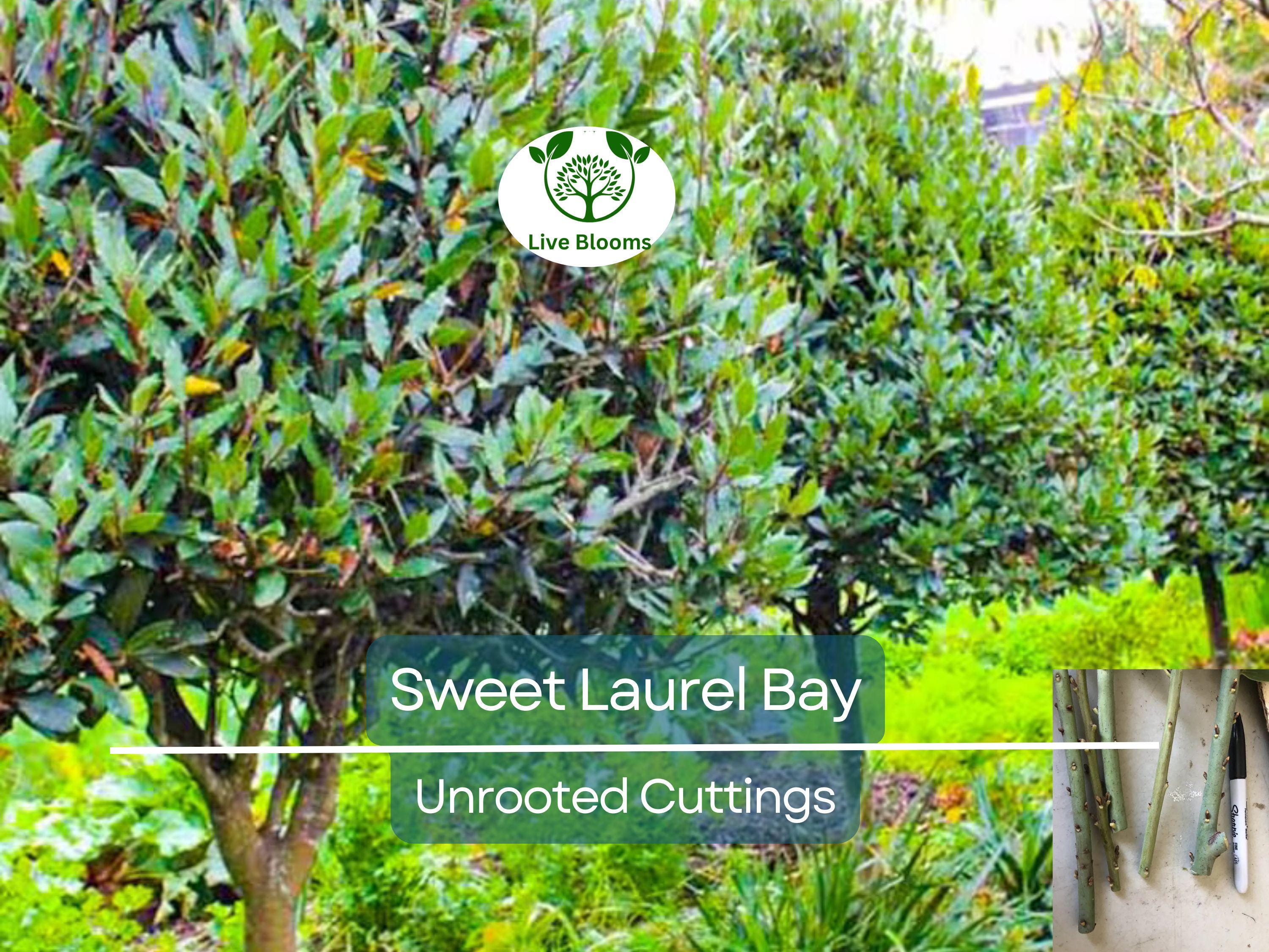 5 Sweet Laurel Bay Tree Unrooted Cuttings (Laurus nobilis) 6-8", Aromatic Herb, Ideal for Gardens, Culinary Use, and Easy to Grow