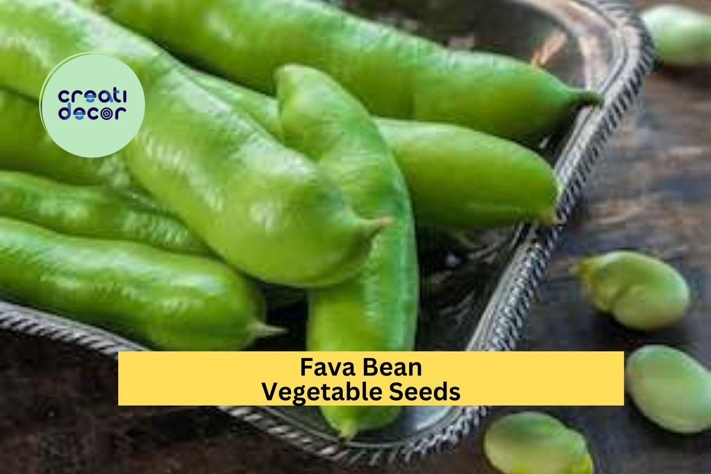 3pcs x 5g Fava Bean Seeds – Broad Beans for Cool Season Planting in Garden Beds, Raised Plots, or Containers Seeds for Planting