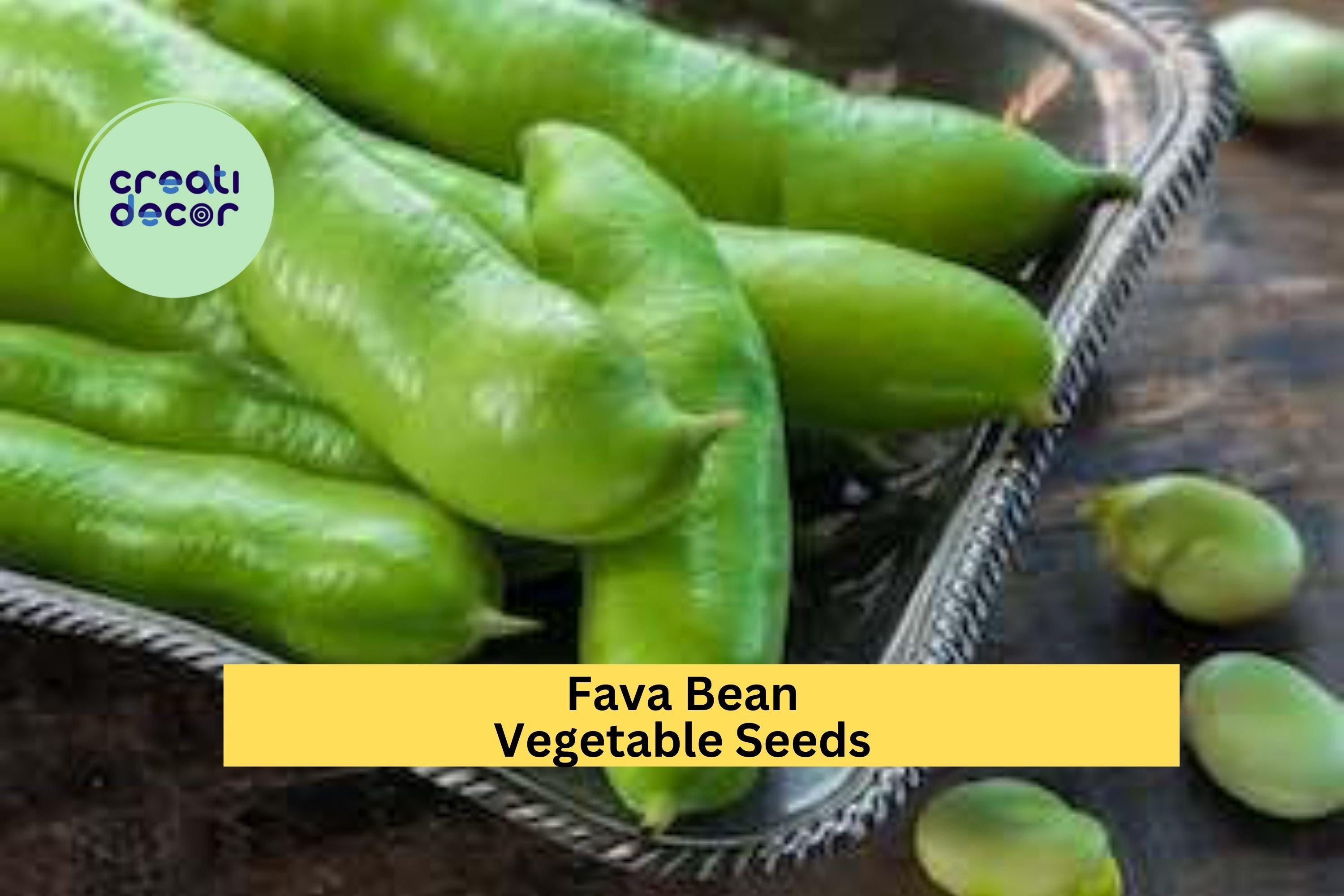 3pcs x 5g Fava Bean Seeds – Broad Beans for Cool Season Planting in Garden Beds, Raised Plots, or Containers Seeds for Planting