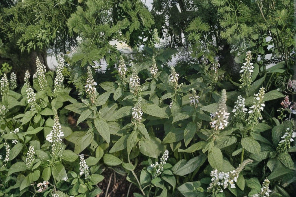 American Germander – Teucrium canadense, Native Perennial Wildflower | Pollinator Favorite (40 Seeds)