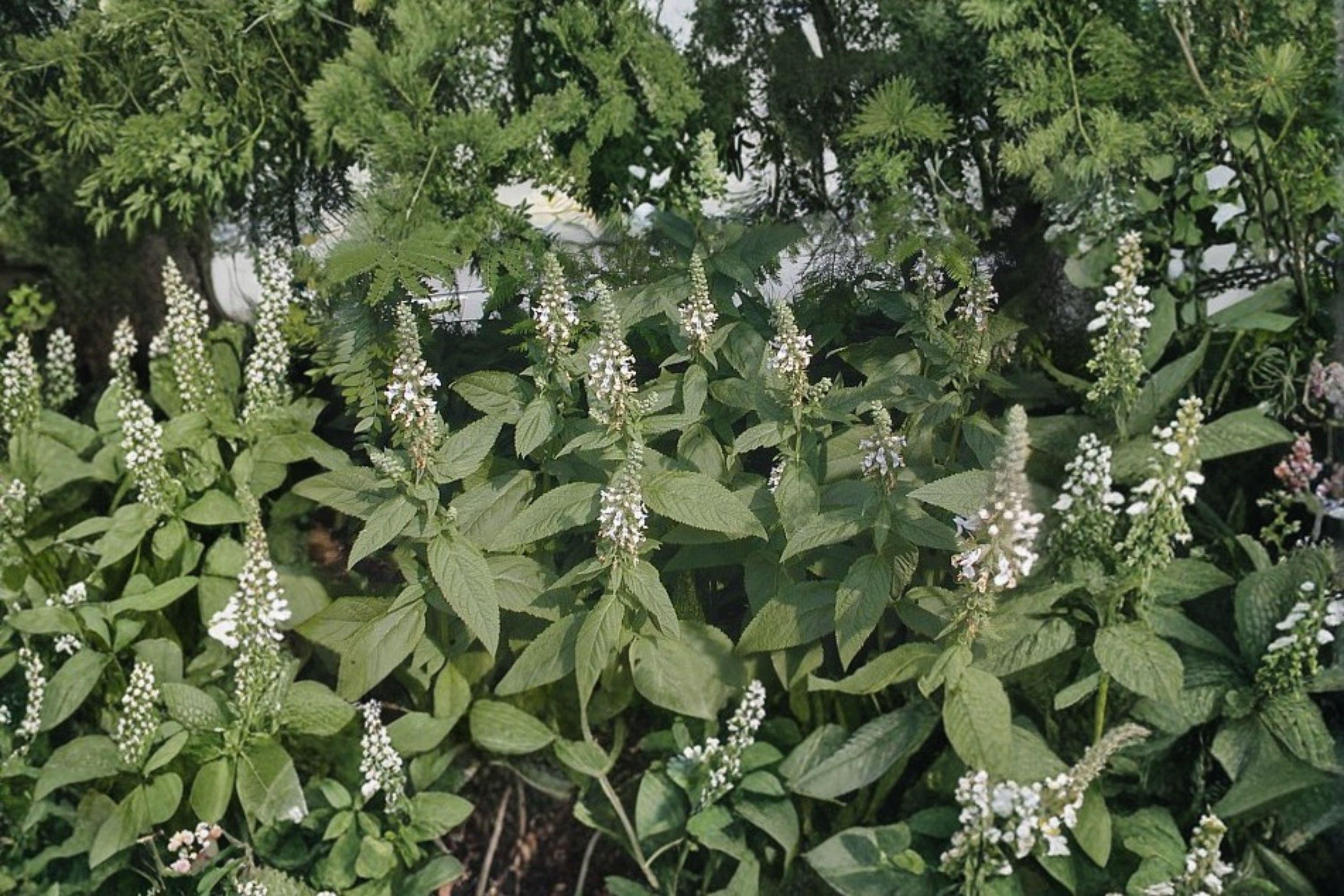American Germander – Teucrium canadense, Native Perennial Wildflower | Pollinator Favorite (40 Seeds)