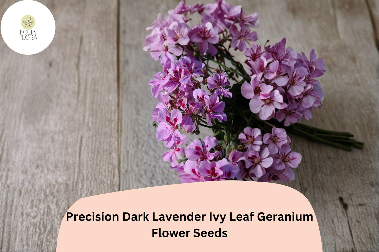 25+ Precision Dark Lavender Ivy Leaf Geranium Seeds | Trailing Geranium | Lavender Blooms for Hanging Baskets