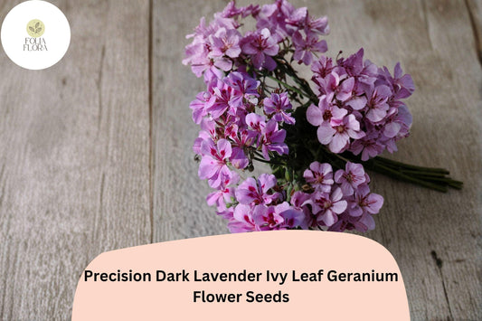 25+ Precision Dark Lavender Ivy Leaf Geranium Seeds | Trailing Geranium | Lavender Blooms for Hanging Baskets