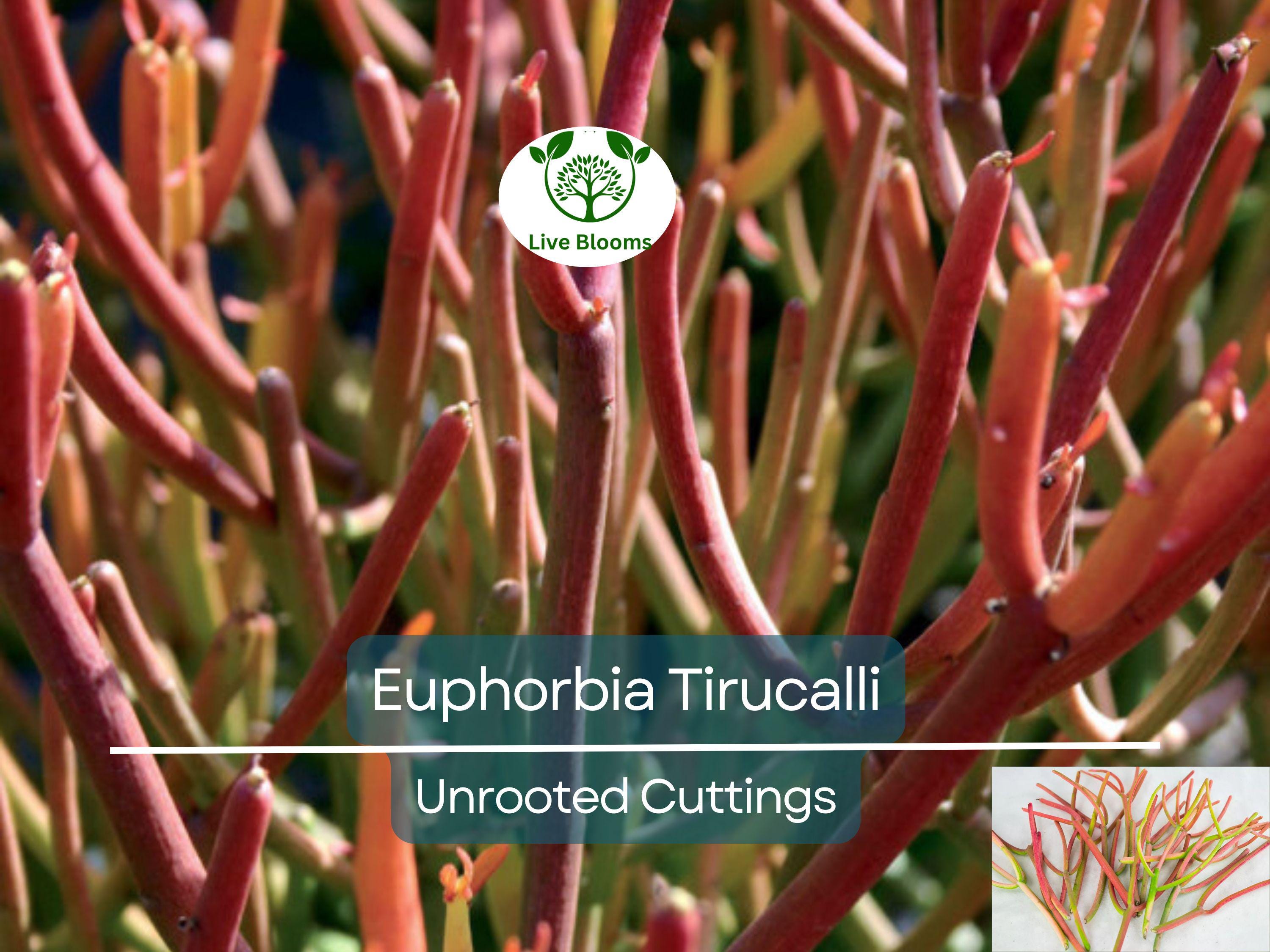 15 Healthy Fire Sticks Succulent Unrooted Cuttings - Euphorbia Tirucalli - Unique Colorful Succulent for Propagation & Garden
