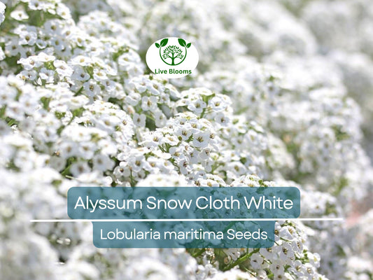 1000 Seeds Alyssum Snow Cloth White Ground Cover, Deer & Drought Resistant, Non-GMO, Sweet Alyssum, Low Maintenance