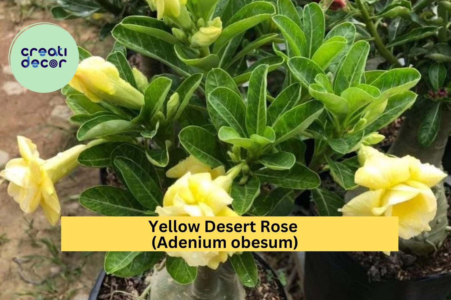 Double Yellow Desert Rose – Adenium obesum – Live Starter Plant, No Pot, Bright Flowering Succulent for Indoor or Garden Display