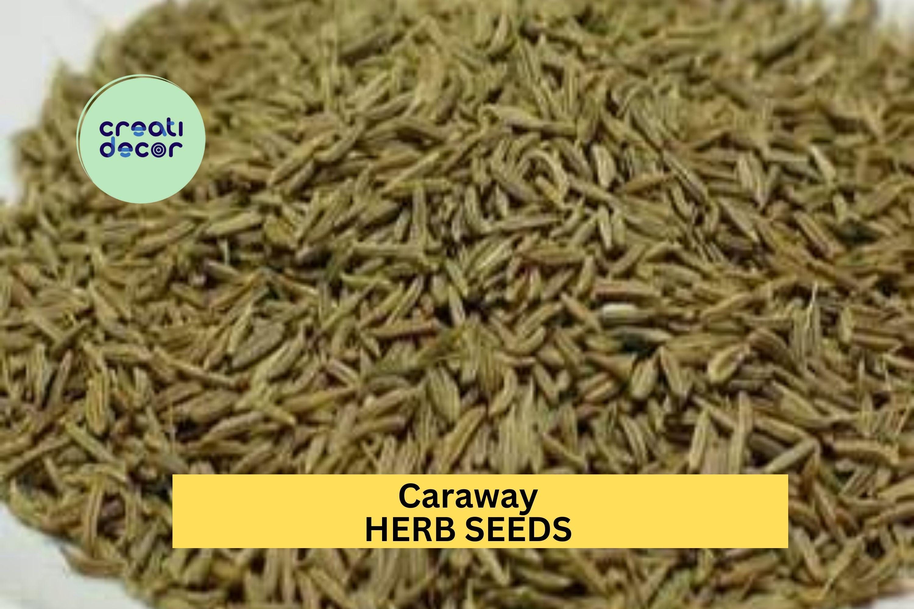 3pcs of 1g Caraway Seeds – Aromatic Herb for Cooking, Baking & Pollinator Gardens – Great for Garden Beds or Pots Seeds for Planting