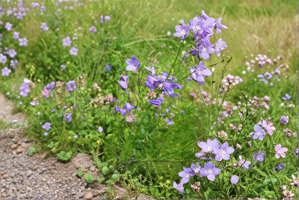 Campanula rotundifolia/Harebells – 100 Seeds | Native Perennial Wildflower | Delicate Blue Blooms | Pollinator-Friendly