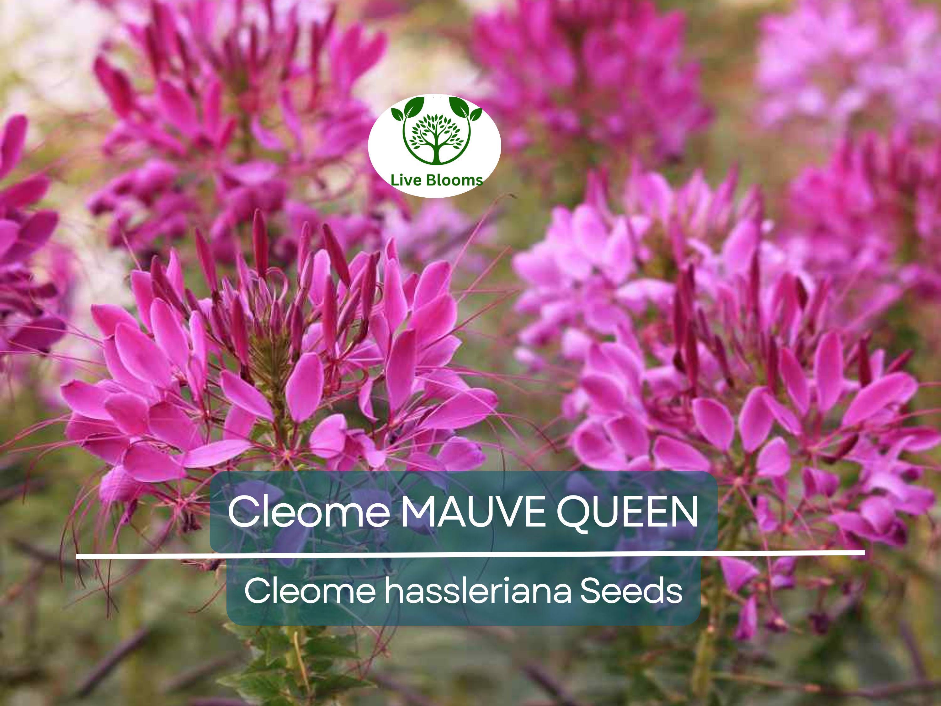 200 Seeds Cleome MAUVE QUEEN Spider Plant, Non-GMO, Fall Planting, Pollinator-Friendly, Cleome hassleriana, Vibrant Flowers
