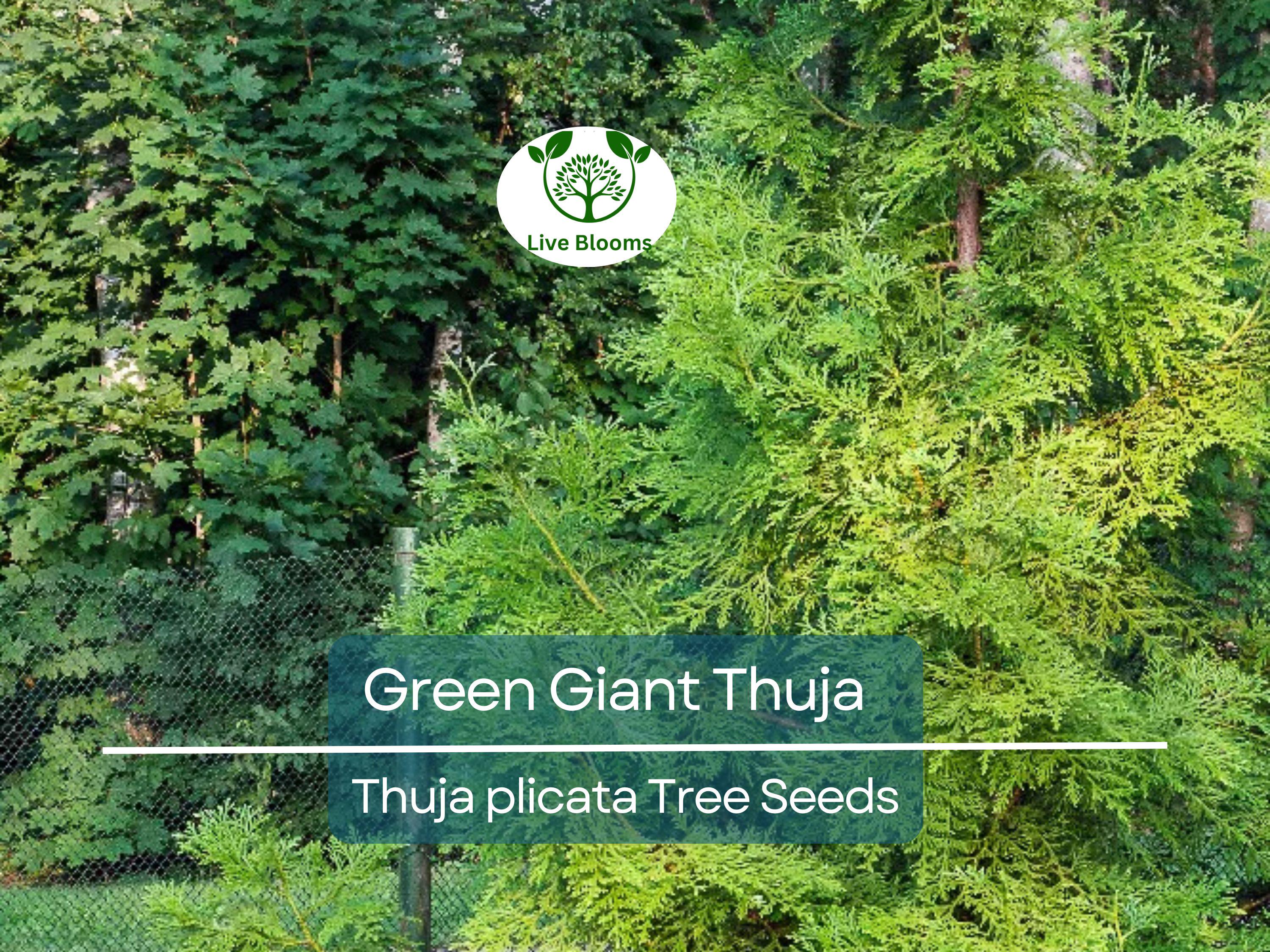 30 Green Giant Thuja Seeds (Thuja plicata) | Arborvitae Cedar Tree | Fast-Growing, Privacy Hedge, Evergreen Tree for Landscaping