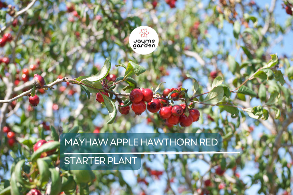 2 Live Mayhaw Trees 6" Seedlings - Heirloom Apple Hawthorn Fruit Tree - Crataegus aestivalis (USDA Zones 6-11)