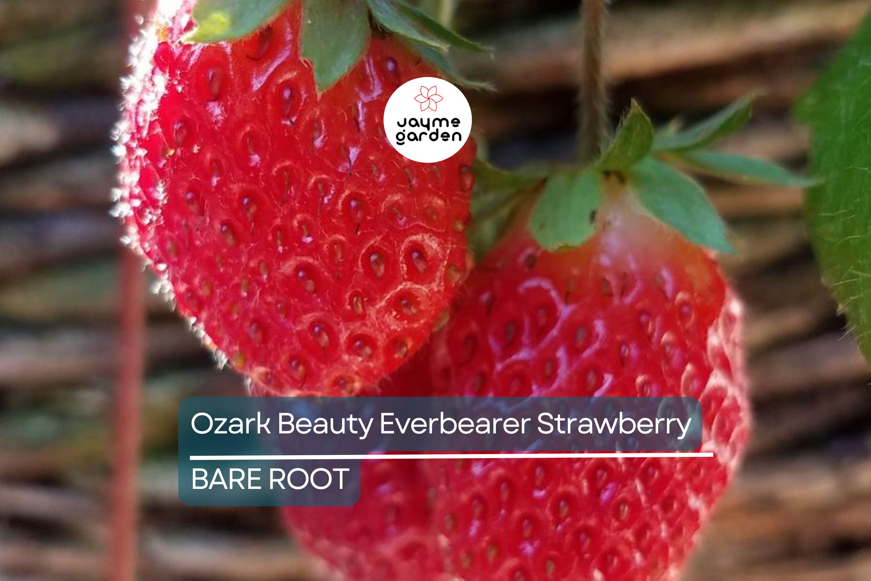 Ozark Beauty Everbearer Strawberry Plants - 25 Bareroot Plants, Sweet & Hardy, Zones 3-8