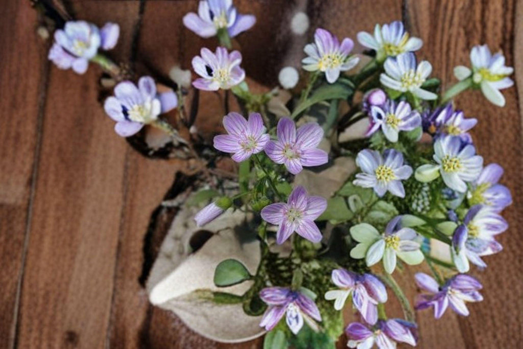 Claytonia virginica – Spring Beauty Wildflower Seeds | 10 Seeds | Native Woodland Flower | Early Blooms