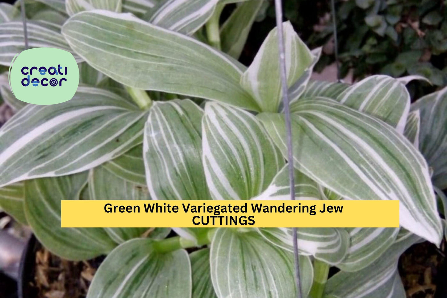 10 Tradescantia Albiflora Cuttings | Green White Variegated Wandering Jew | Easy Indoor Houseplant Starter | Hanging Basket Plant