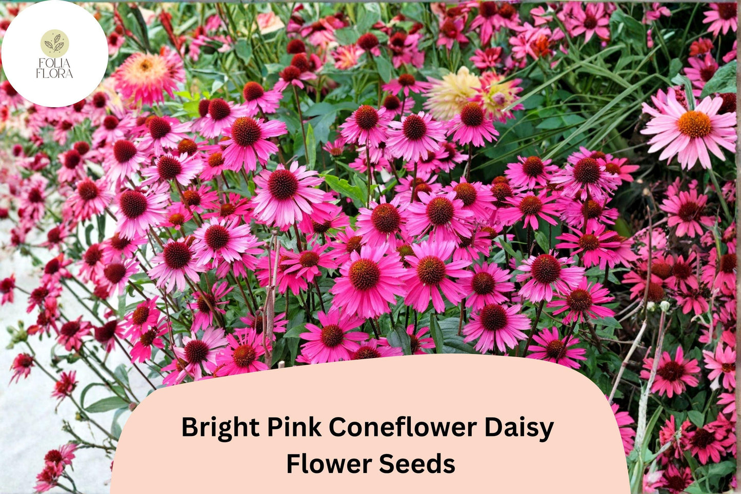 200+ Bright Pink Coneflower Daisy Seeds | Echinacea purpurea | Hardy Perennial Flowers for Pollinator Gardens